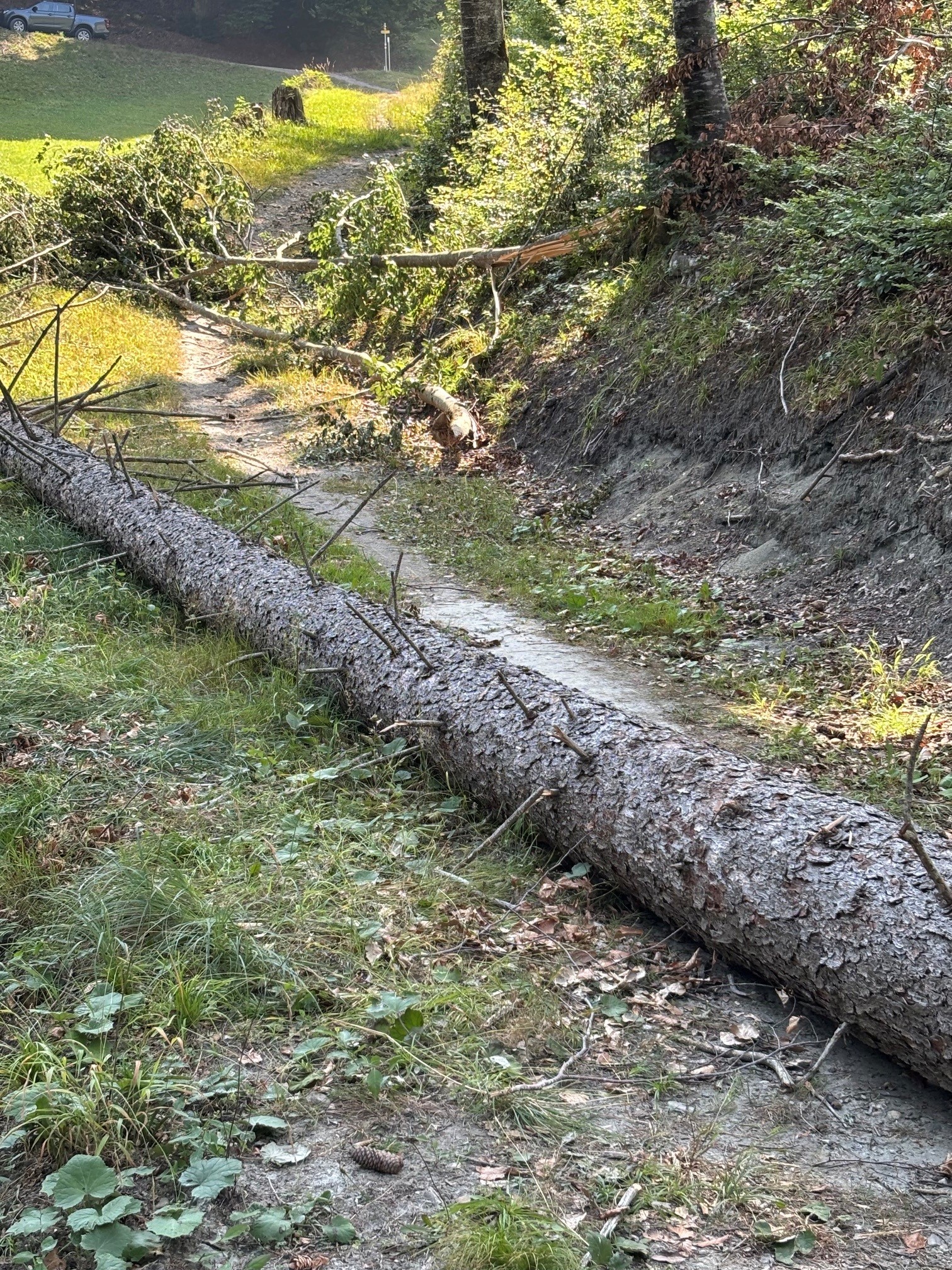 Geschwächte Bäume - erhöhte Vorsicht geboten